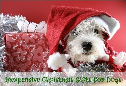inexpensive christmas gifts for dogs