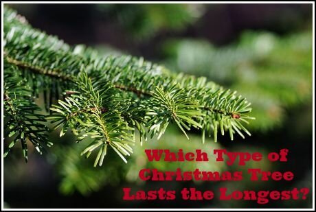 which Christmas tree lasts the longest